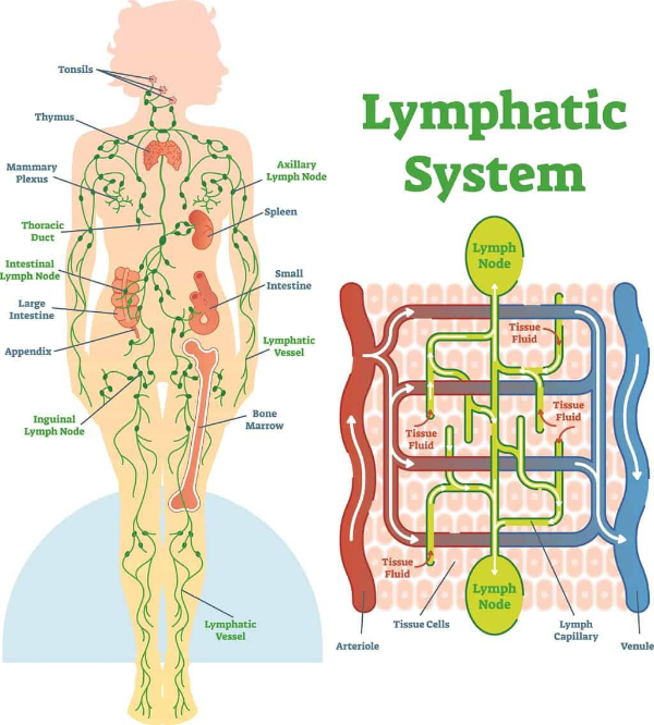 Lymphatic Drainage for Autoimmune Disorders